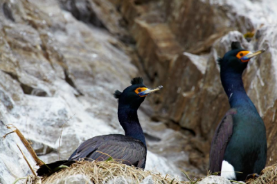 Краснолицый баклан / Птицы Южных Курил